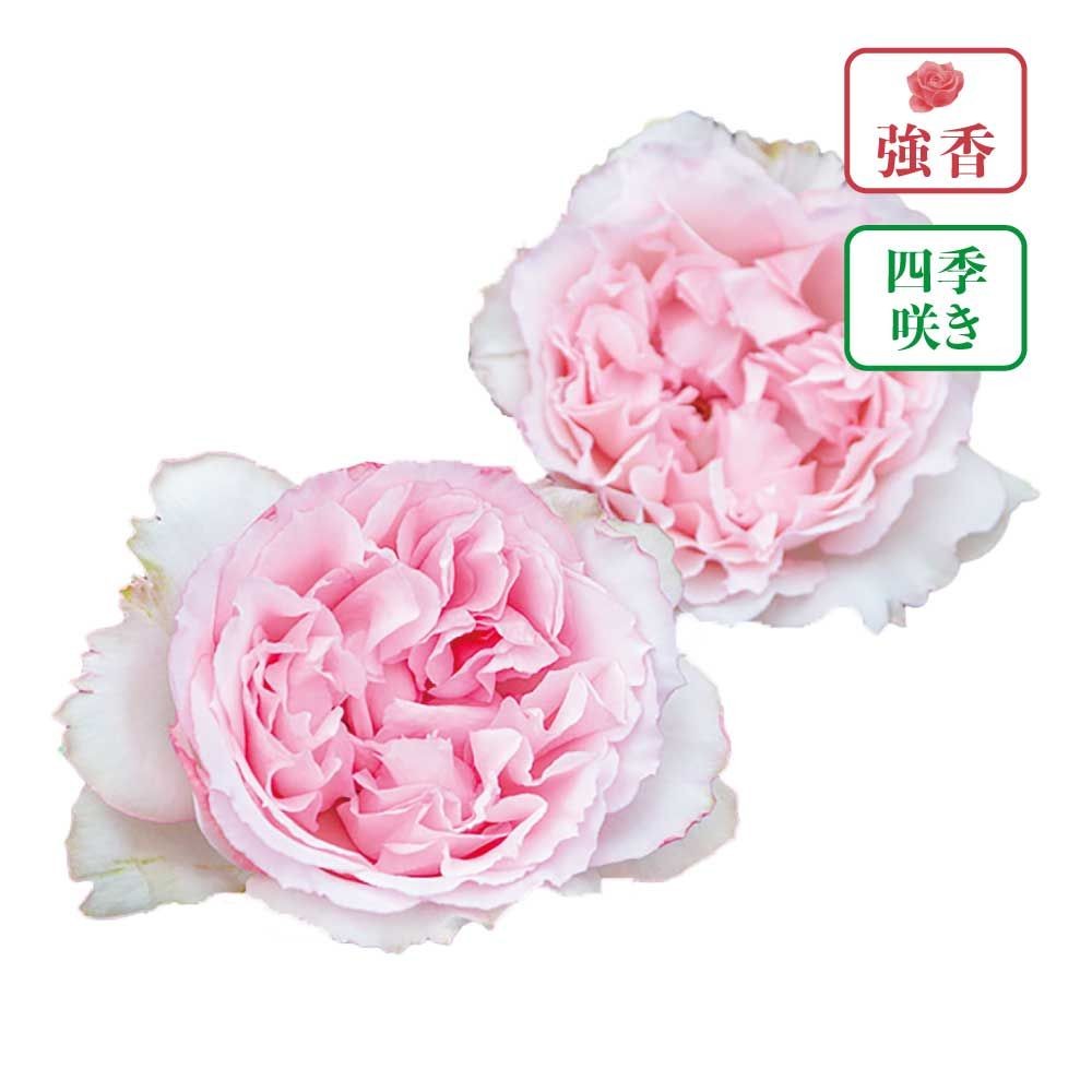 【店頭受取　予約商品】バラ苗 フォーシーズンズ