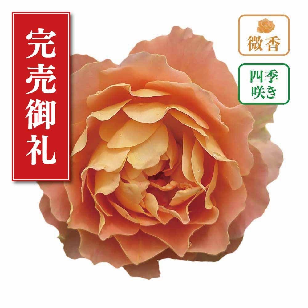 【店頭受取　予約商品】バラ苗 アプリコットシフォン, アプリコット, 6号鉢