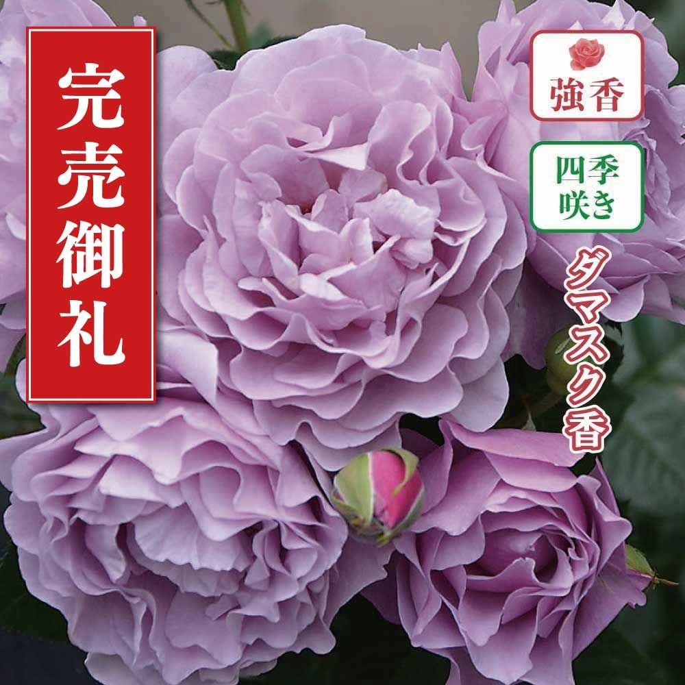 【店頭受取　予約商品】バラ苗 エターナル