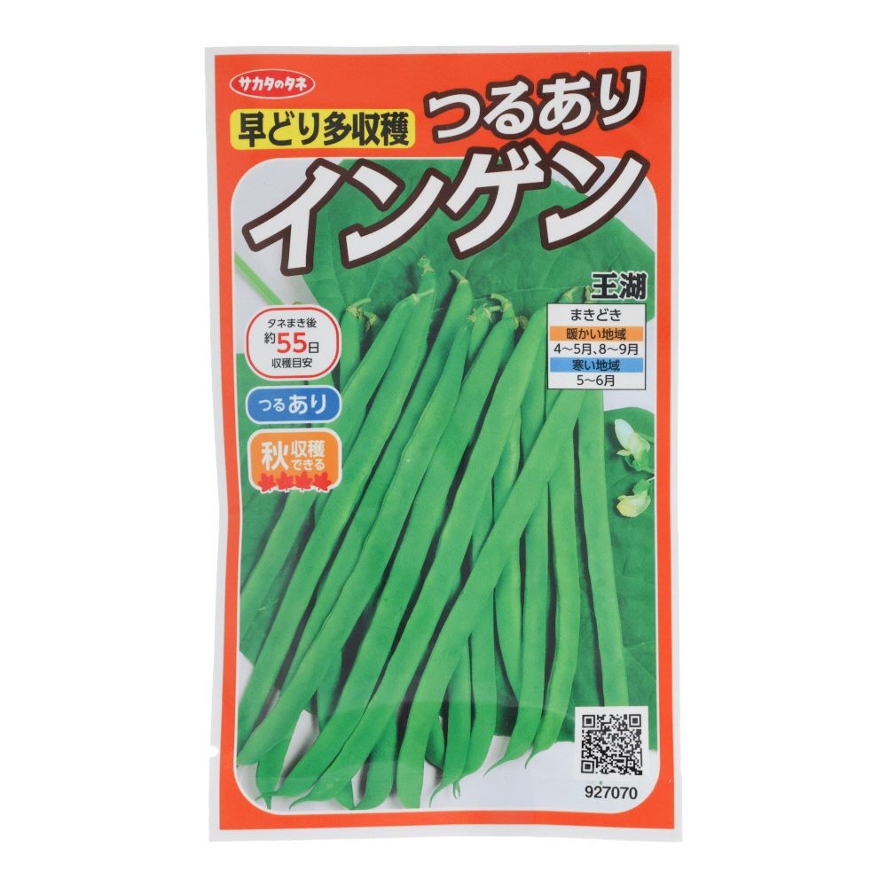 早どりつるありインゲン　王湖, インゲン, 30ml
