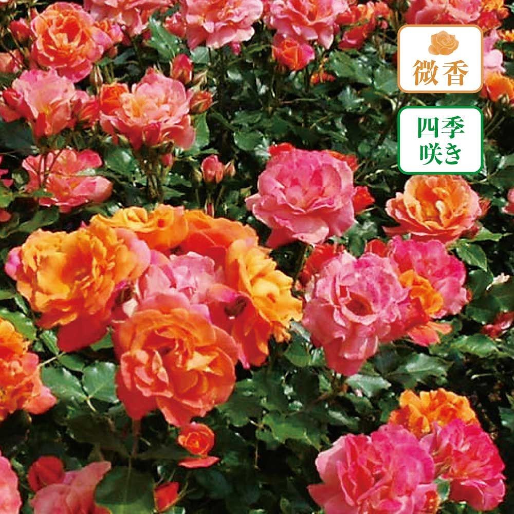 【店頭受取　予約商品】ディズニーランド ローズ, オレンジ〜ピンク, 8cm