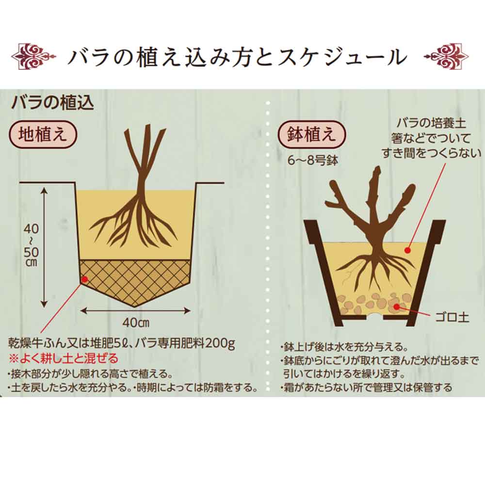 バラ苗の埋め込み方とスケジュール