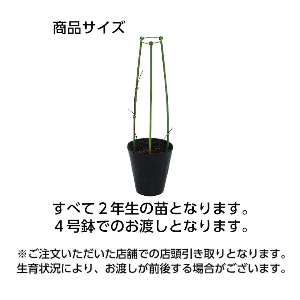 クレマチスの商品サイズ