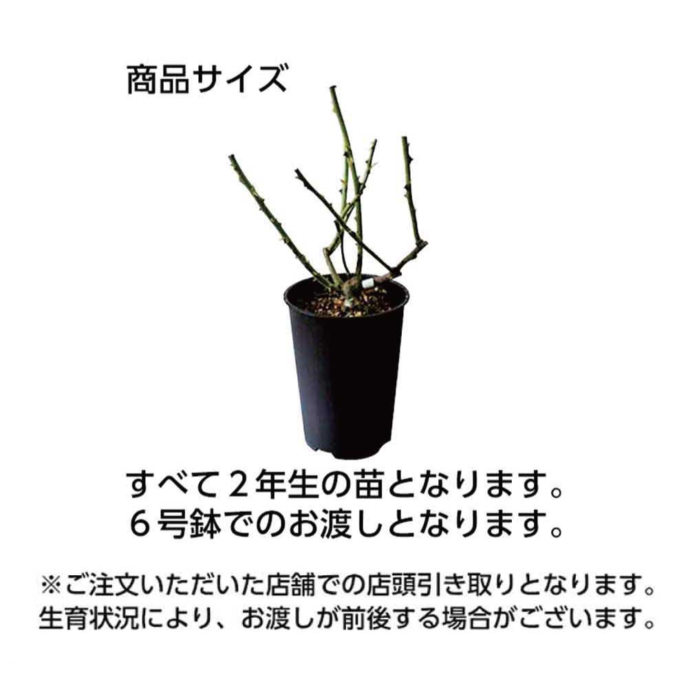 バラ苗の商品サイズ